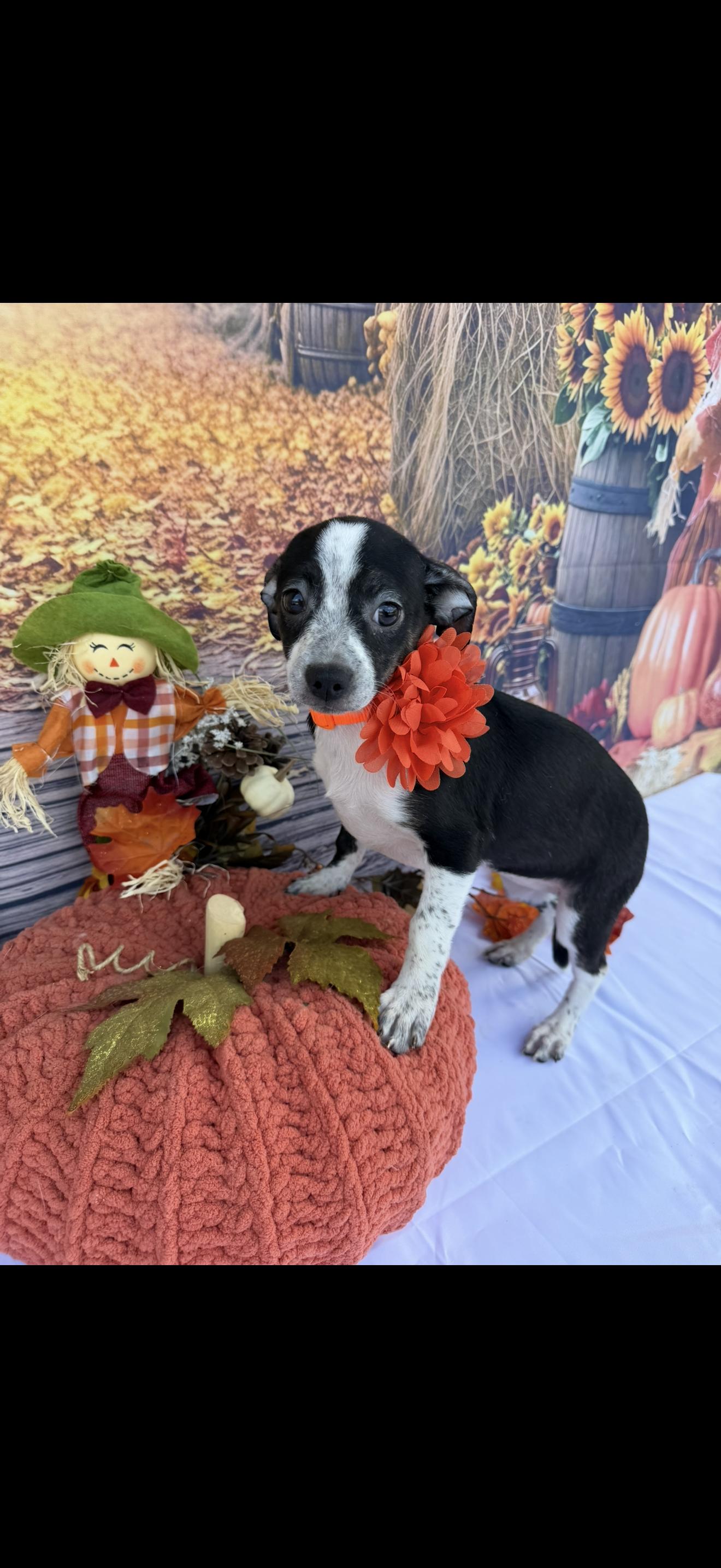 Enlarge Star, a Adoptable mixed breed in Cottonwood, CA image 3/6