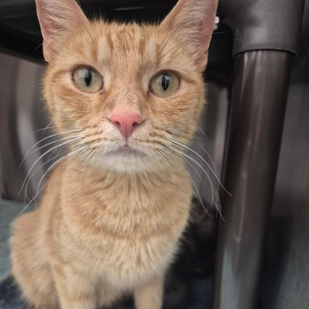 Enlarge Solana, a Adoptable Domestic Short Hair in Kingman, KS image 1/1