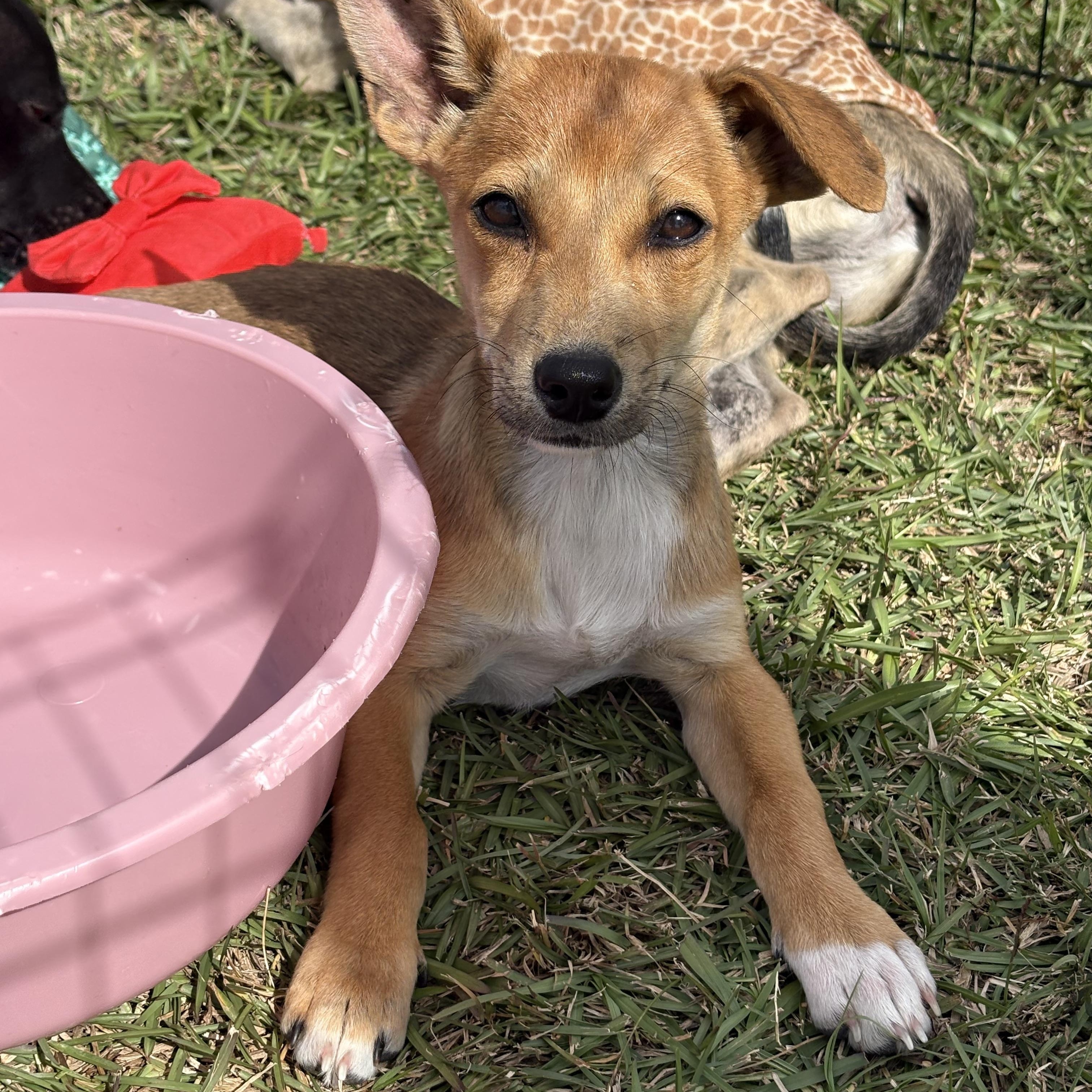 Nora, Adoptable, Puppy Female Terrier.