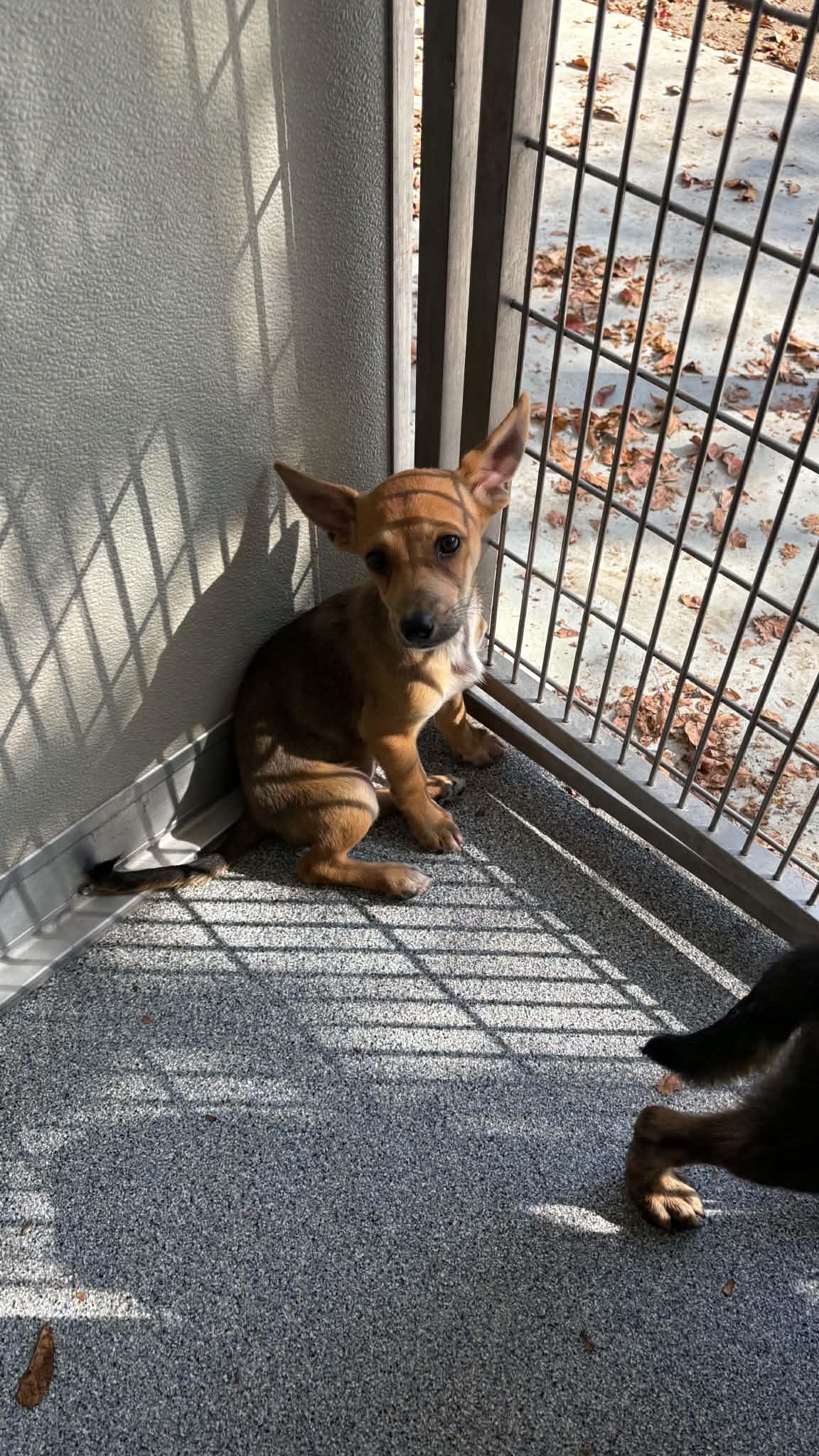 Nora, Adoptable, Puppy Female Terrier.