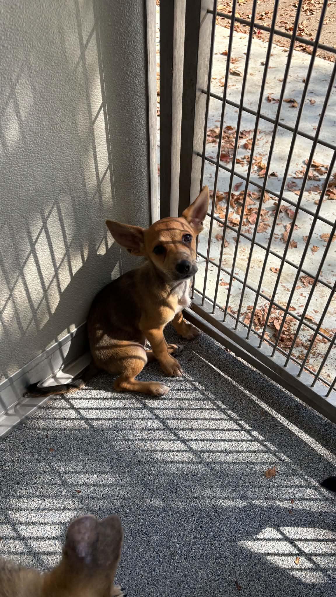 Enlarge Nora, a Adoptable mixed breed in Ayden, NC image 2/3