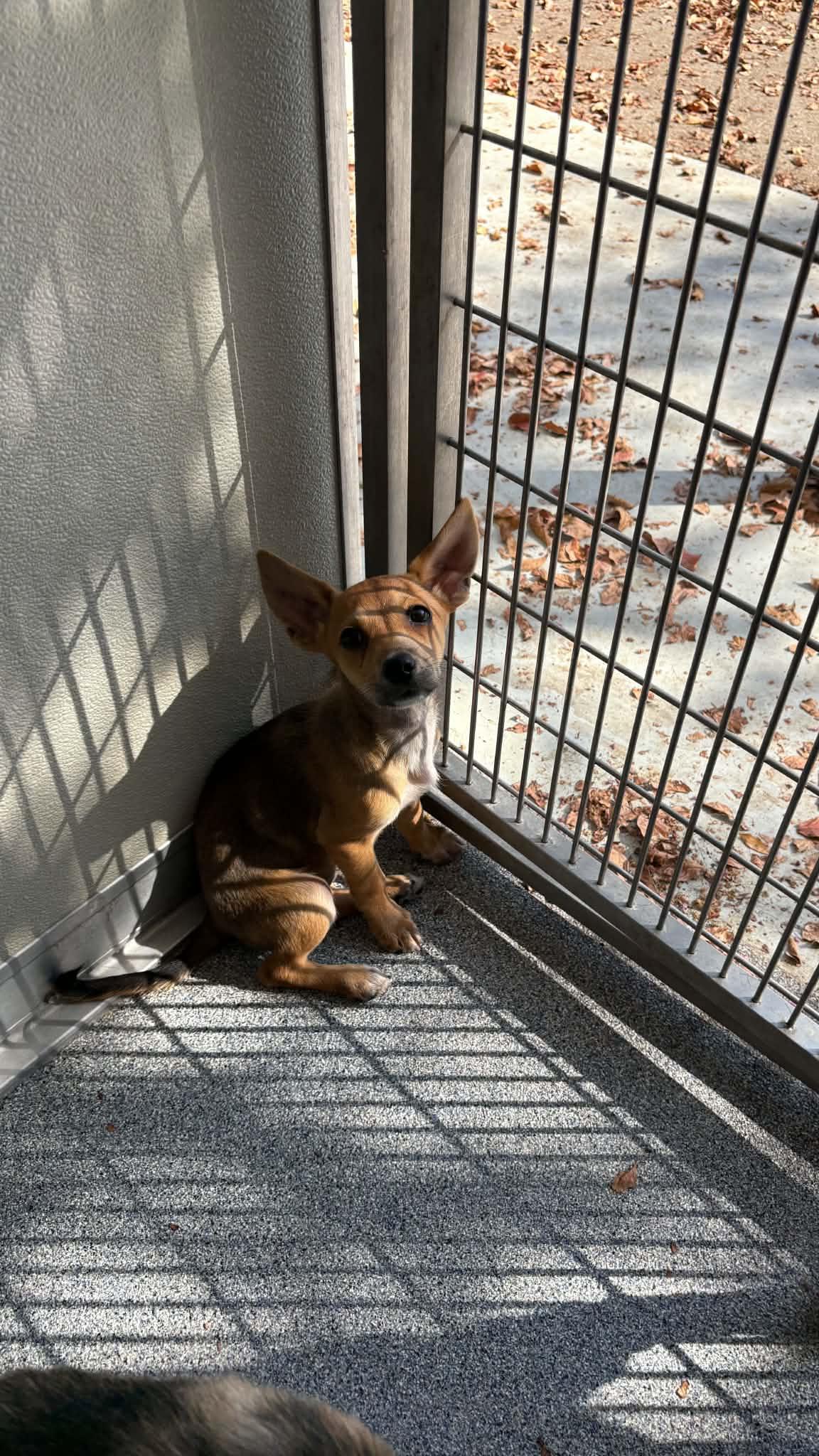 Enlarge Nora, a Adoptable mixed breed in Ayden, NC image 3/3