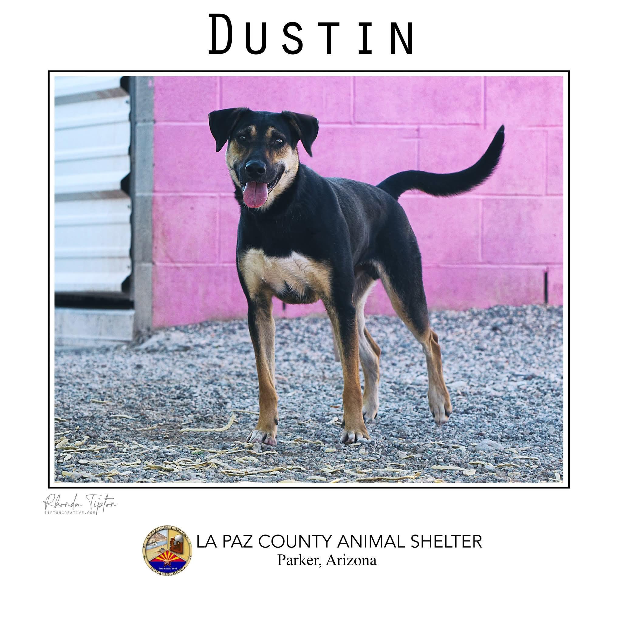 Dustin, Adoptable, Adult Male German Shepherd Dog.