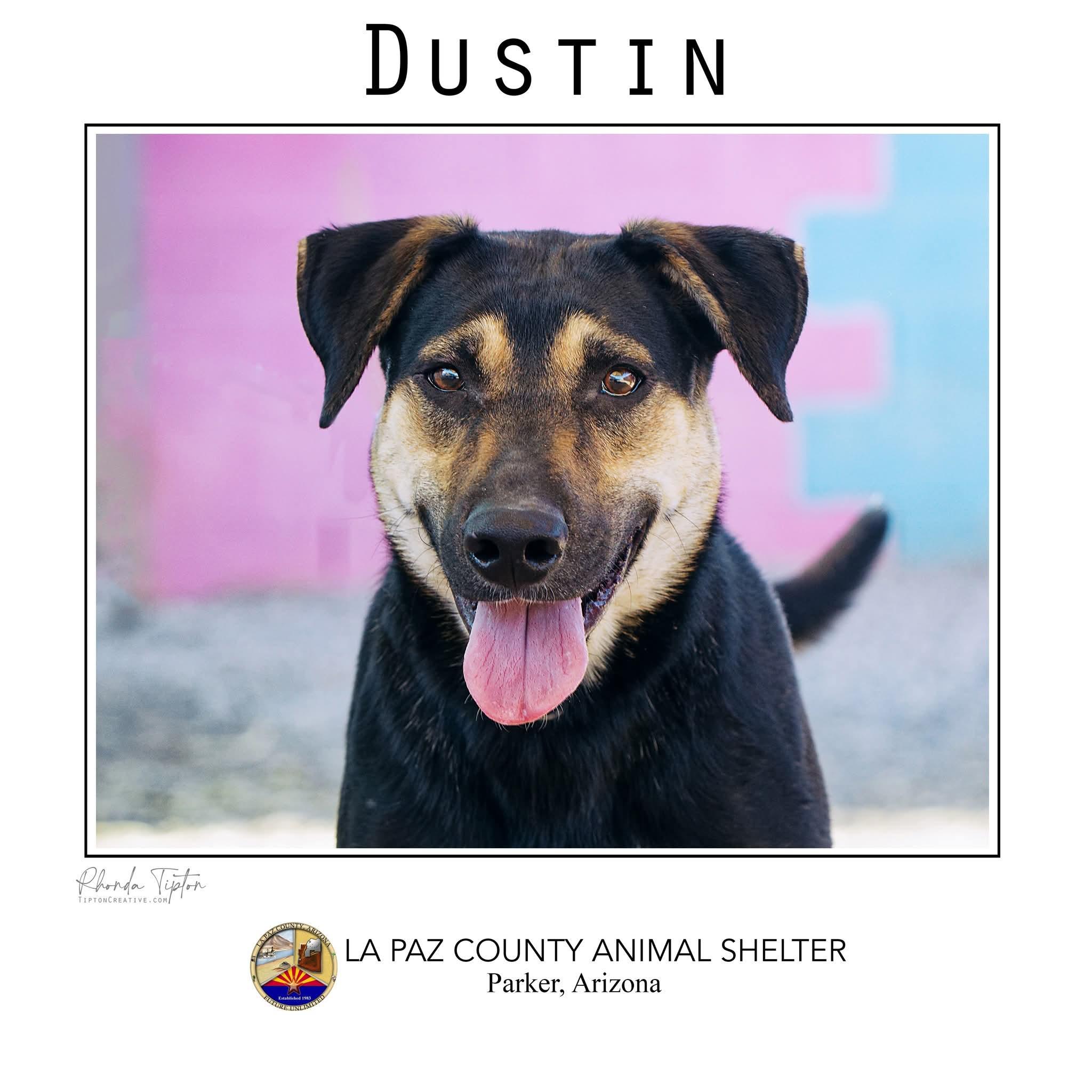 Dustin, an adoptable German Shepherd Dog in Parker, AZ, 85344 | Photo Image 2