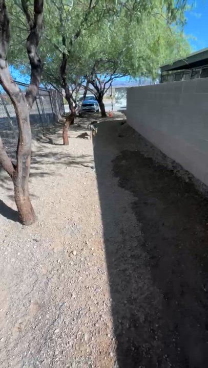 Enlarge Dustin, a Adoptable mixed breed in Parker, AZ video 3/3