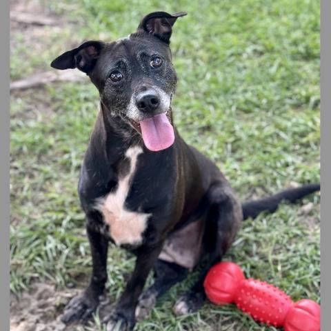 MORENA, Adoptable, Adult Female Beagle & Mixed Breed.