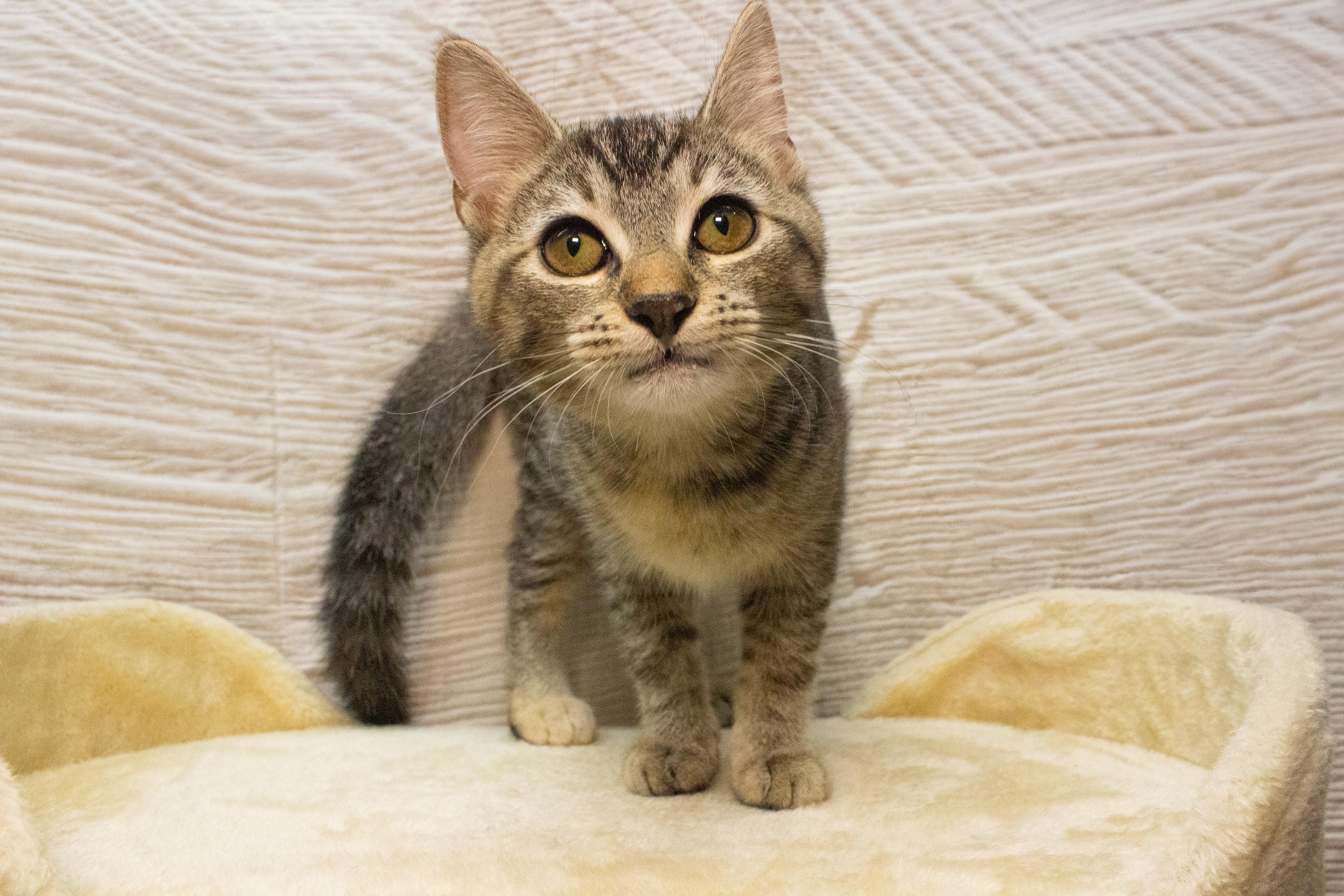 Enlarge Hoppy, a Adoptable Domestic Short Hair in City of Industry, CA image 1/1