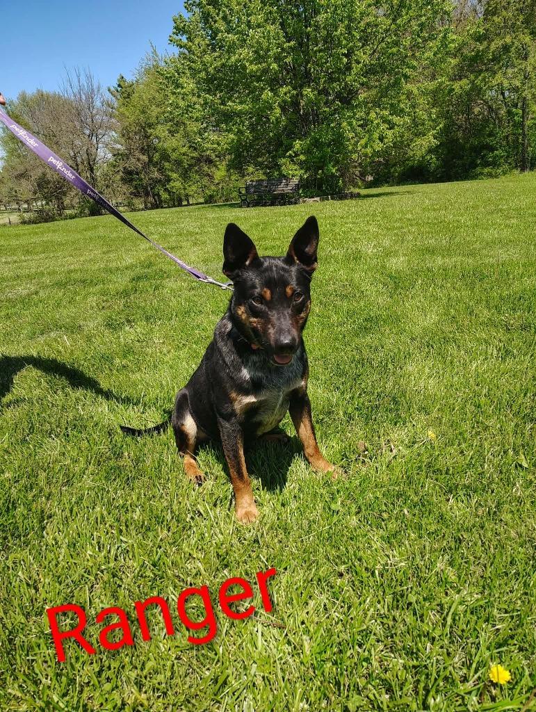 Enlarge Ranger, a Adoptable Australian Cattle Dog / Blue Heeler in Kendallville, IN image 1/1