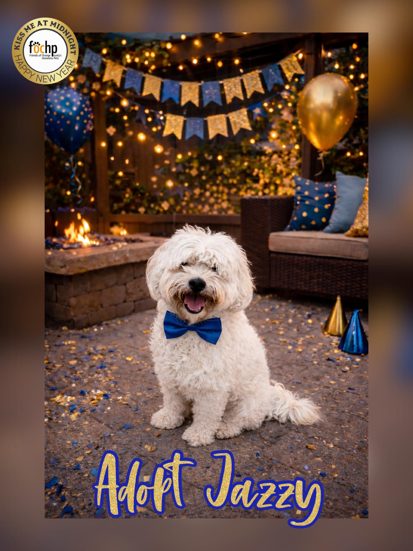 Enlarge Jazzy, a Adoptable Havanese in Orange, CA image 1/1