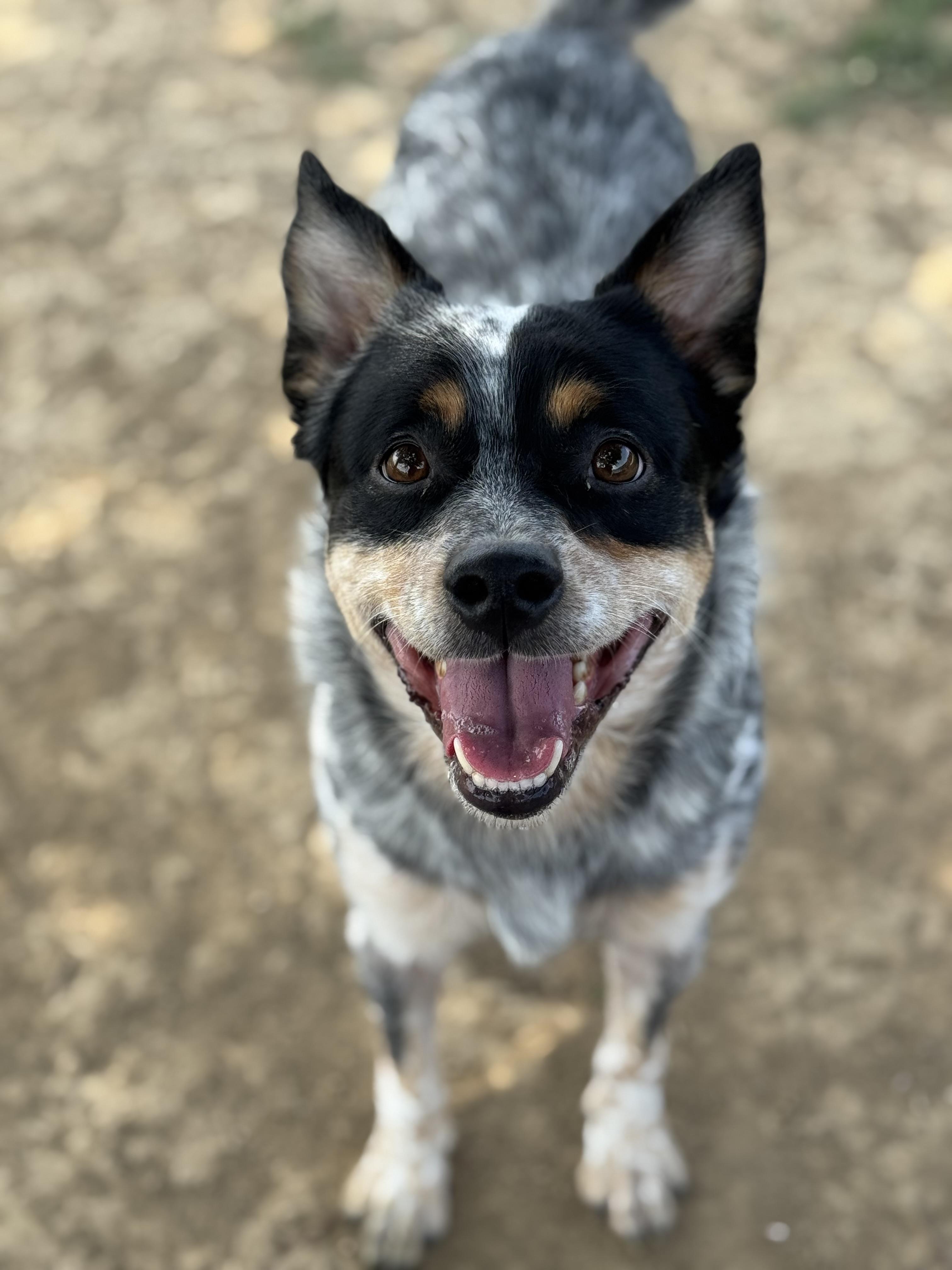 Slick, Adopted, Adult Male Australian Cattle Dog / Blue Heeler.