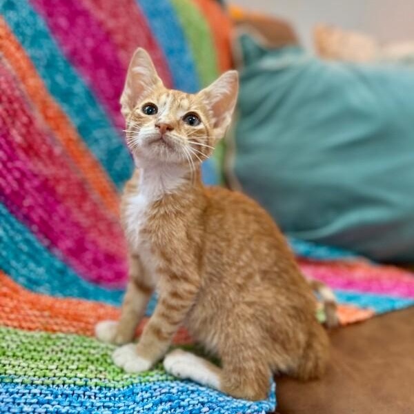 Quinn Daniel — thumbnail 2