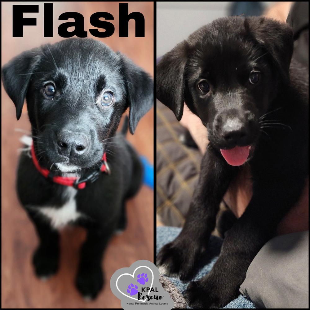 Flash, Adoptable, Puppy Male Mixed Breed & Mixed Breed.