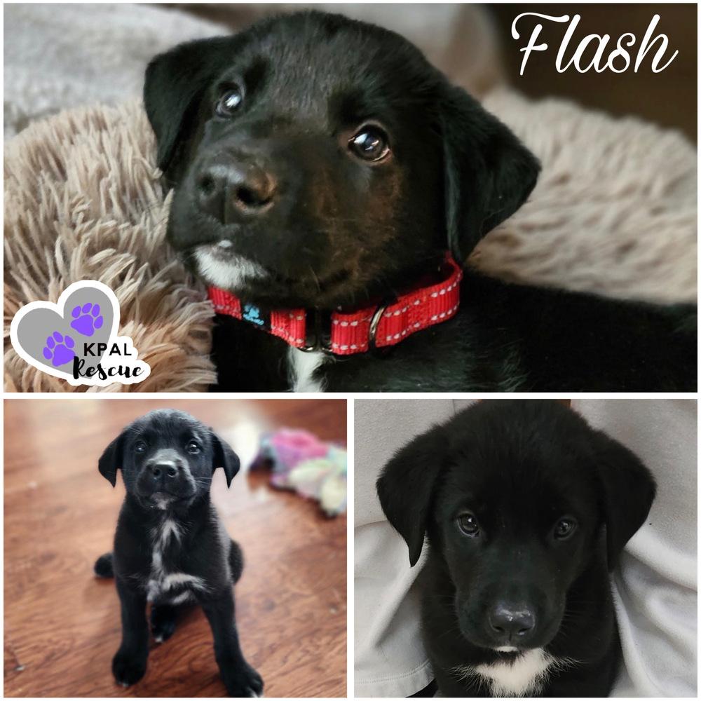 Enlarge Flash, a Adoptable mixed breed in Kenai, AK image 2/2