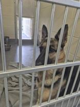 Enlarge Jasmine, a ADOPTABLE German Shepherd Dog in Glasgow, KY image 3/3