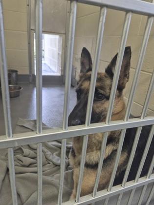 Enlarge Jasmine, a ADOPTABLE German Shepherd Dog in Glasgow, KY image 3/3
