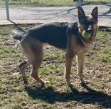 Enlarge Jasmine, a ADOPTABLE German Shepherd Dog in Glasgow, KY image 2/3