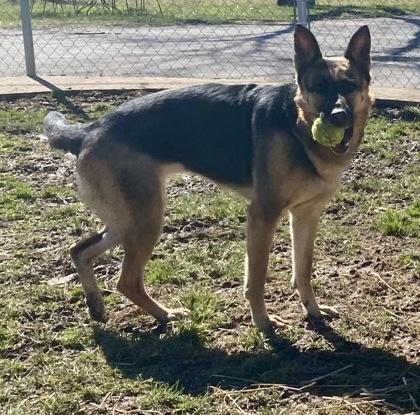 Enlarge Jasmine, a ADOPTABLE German Shepherd Dog in Glasgow, KY image 2/3