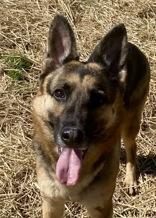 Jasmine, ADOPTABLE, Adult Female German Shepherd Dog.