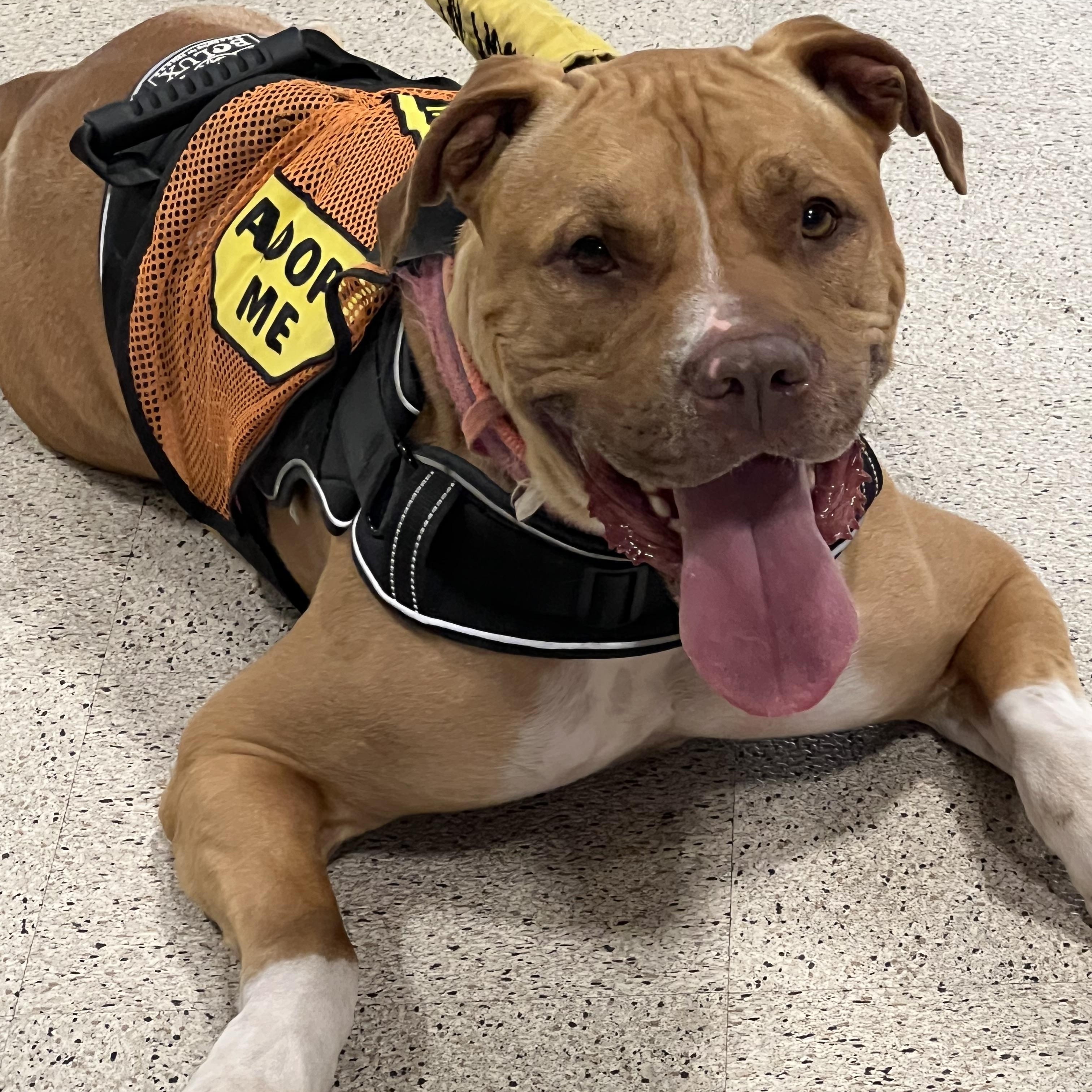 Hooch, Adoptable, Young Male Mastiff.