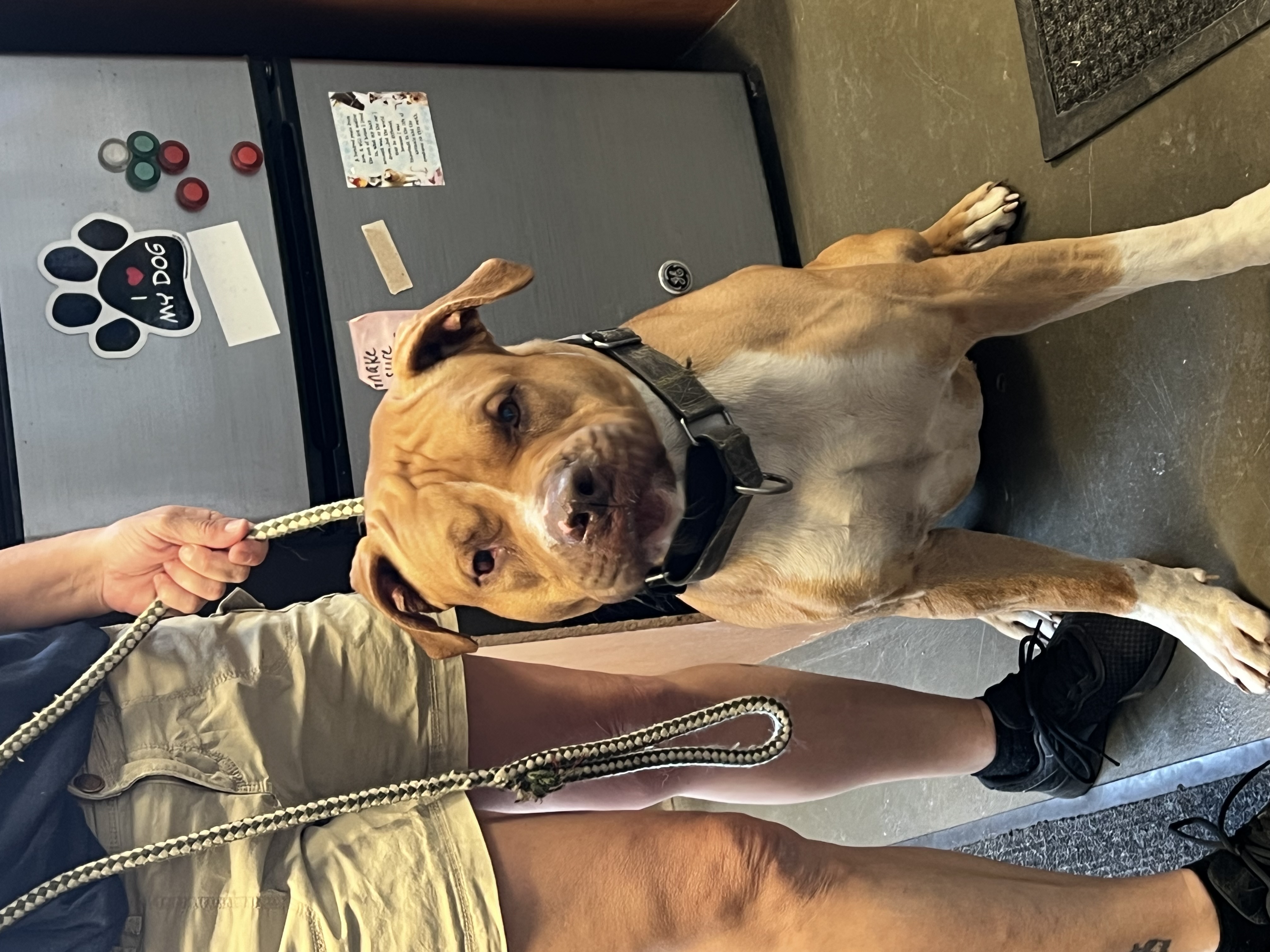 Hooch, a Adoptable mixed breed in Griffith, IN image 1/3