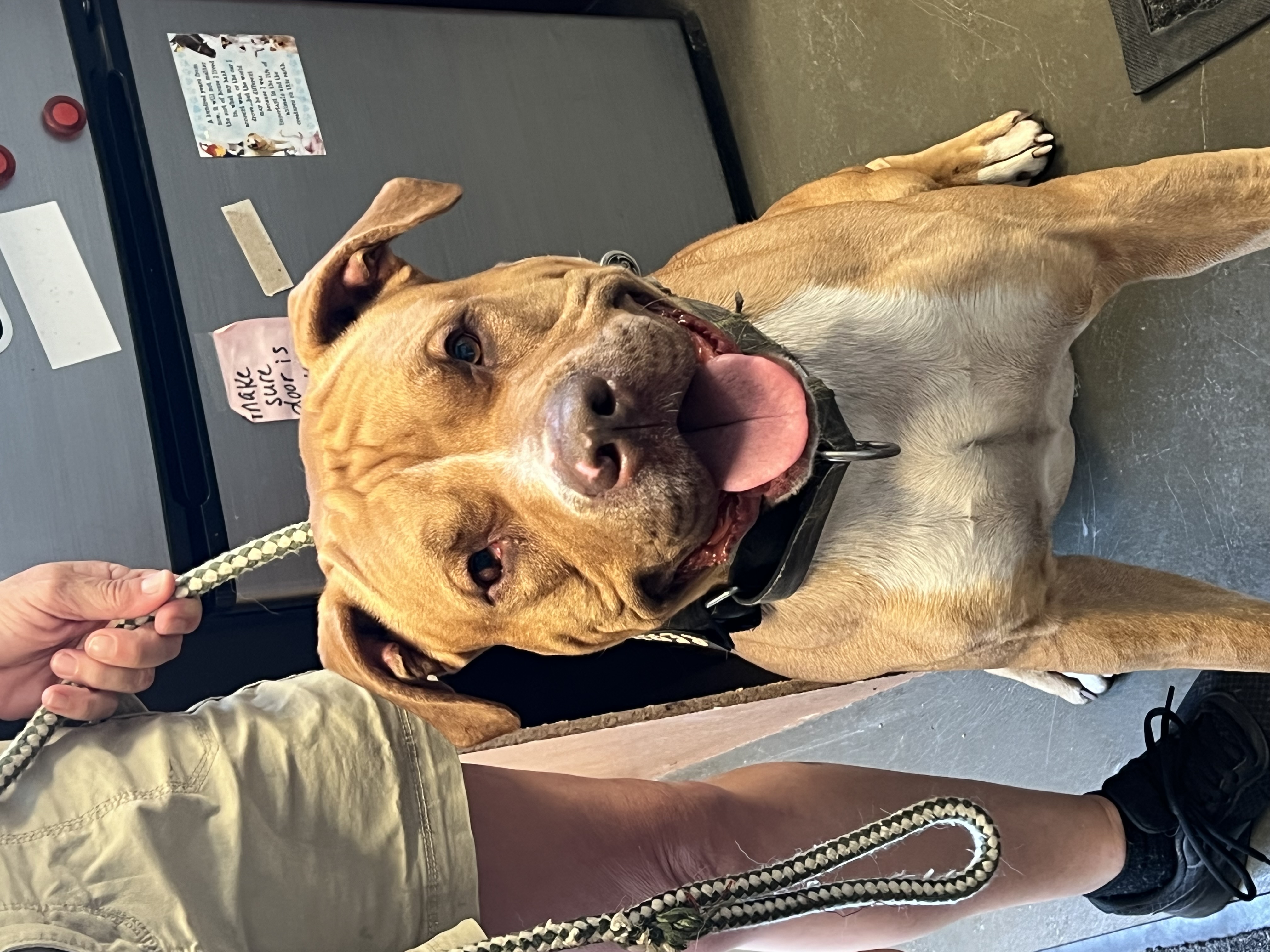 Hooch, Young Male Mastiff