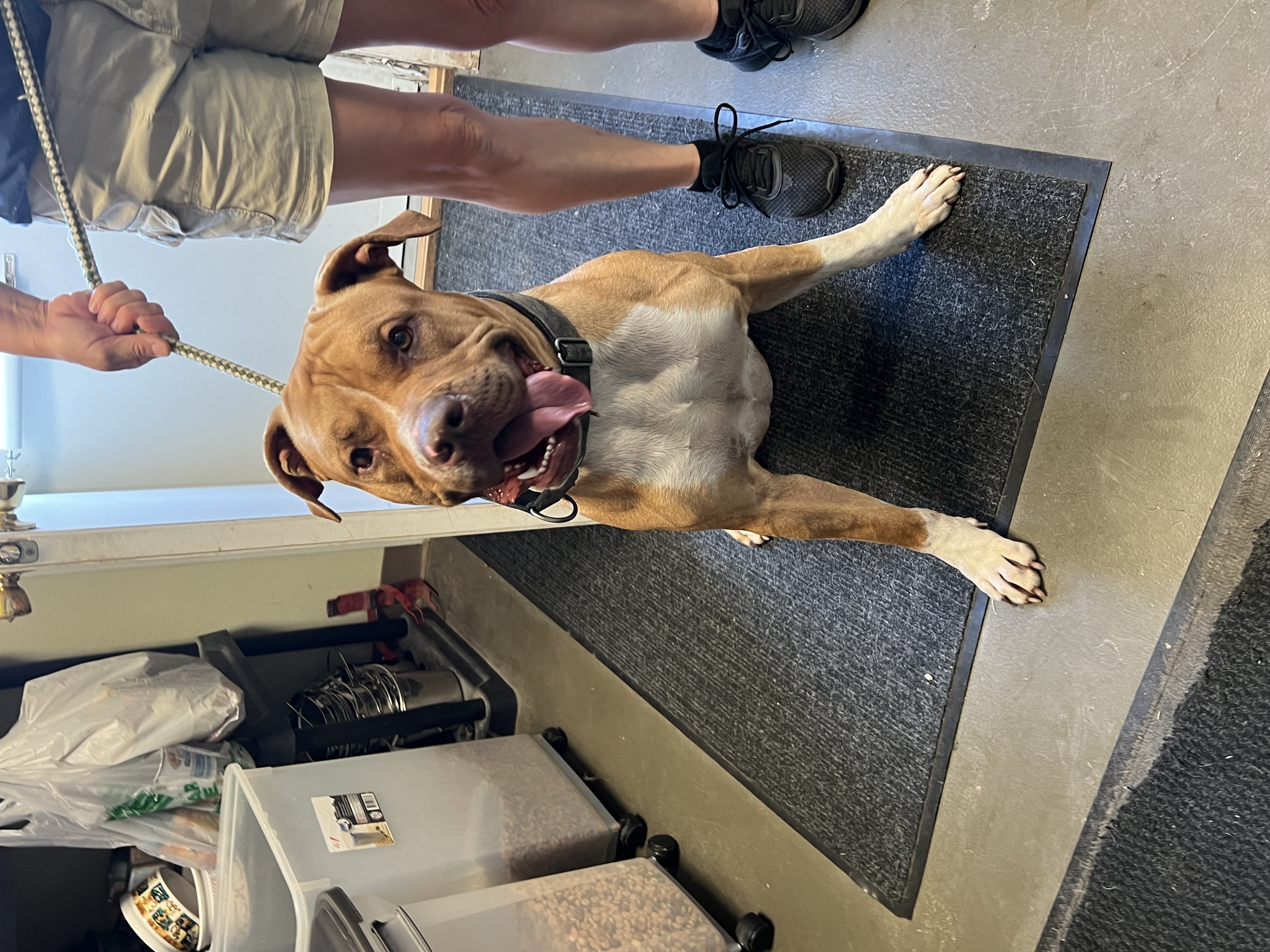 Hooch, a Adoptable mixed breed in Griffith, IN image 3/3