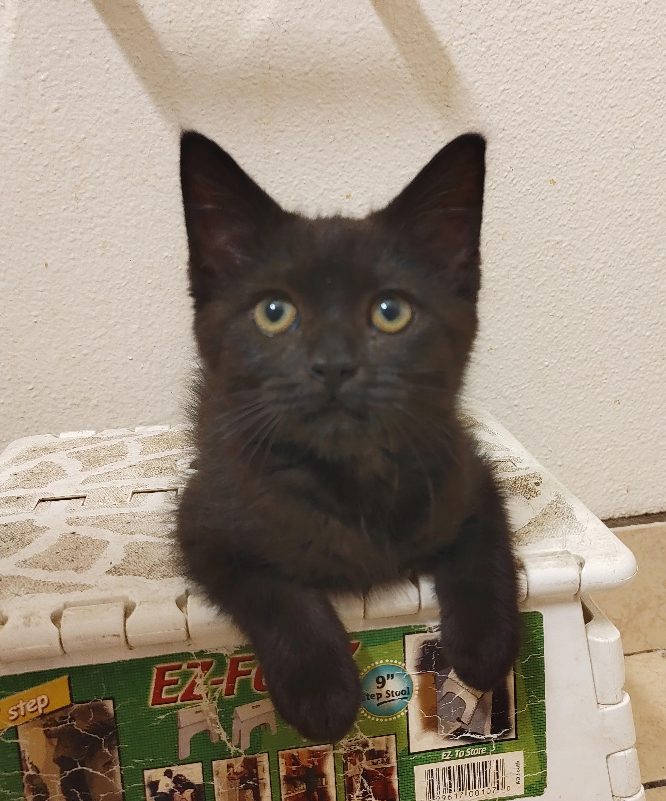 Miyazaki, an adopted Domestic Short Hair in Denver, CO image 1/2