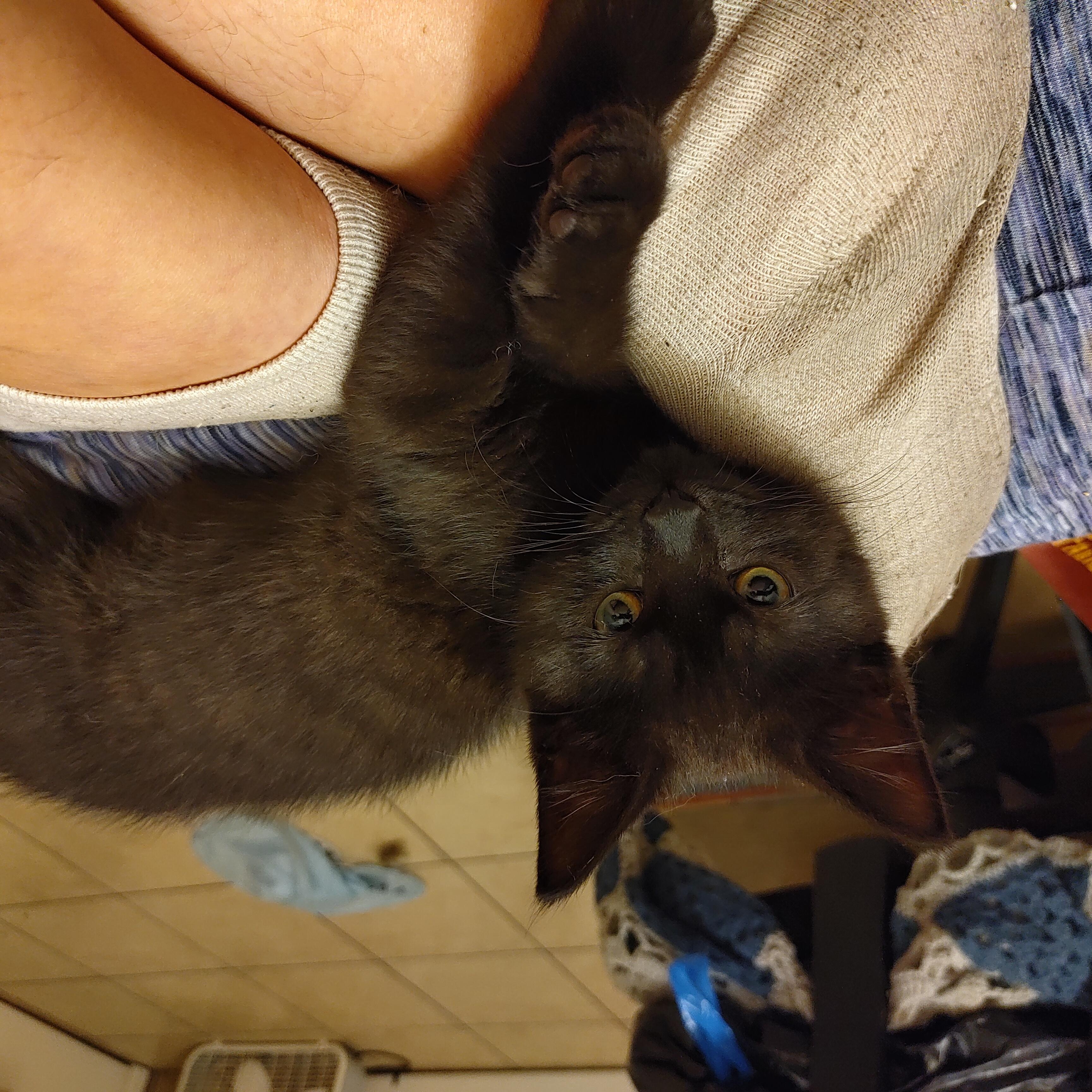 Miyazaki, an adopted Domestic Short Hair in Denver, CO image 2/2