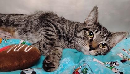 Lulu, Adoptable, Kitten Female Domestic Short Hair & Domestic Short Hair.