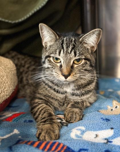 Lulu, Adoptable, Kitten Female Domestic Short Hair & Domestic Short Hair.