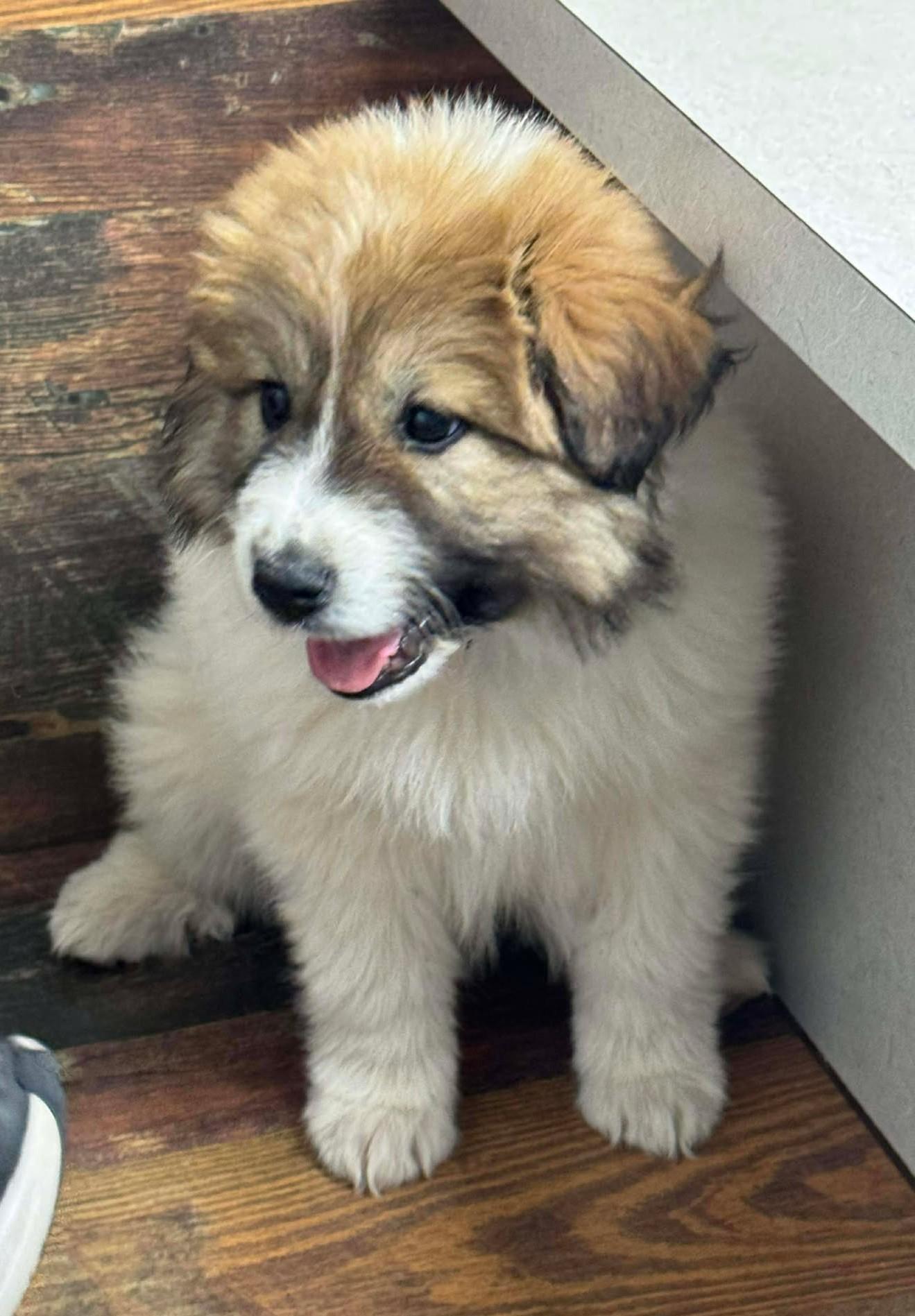 Enlarge Everest , a ADOPTABLE mixed breed in Kiowa, OK image 6/6