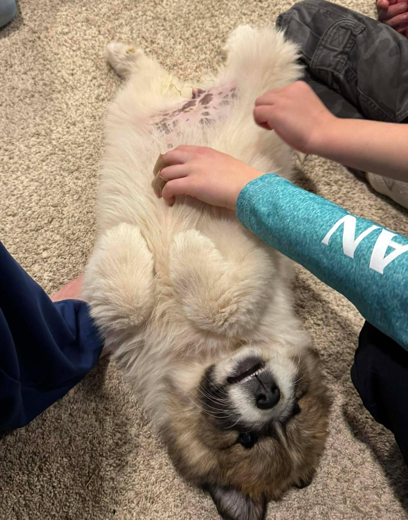 Enlarge Everest , a ADOPTABLE mixed breed in Kiowa, OK image 5/6