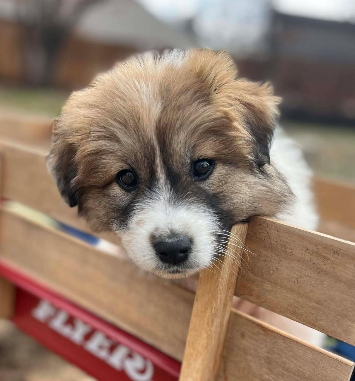 Enlarge Everest , a ADOPTABLE mixed breed in Kiowa, OK image 3/6
