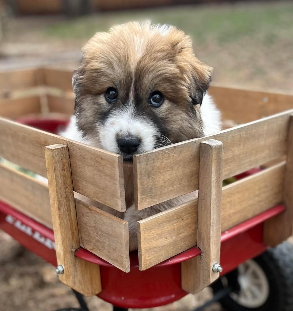 Enlarge Everest , a ADOPTABLE mixed breed in Kiowa, OK image 2/6