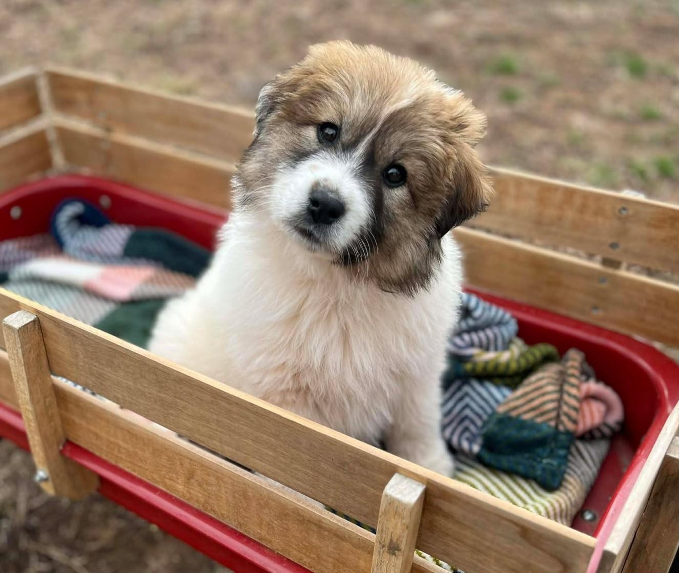 Enlarge Everest , a ADOPTABLE mixed breed in Kiowa, OK image 1/6