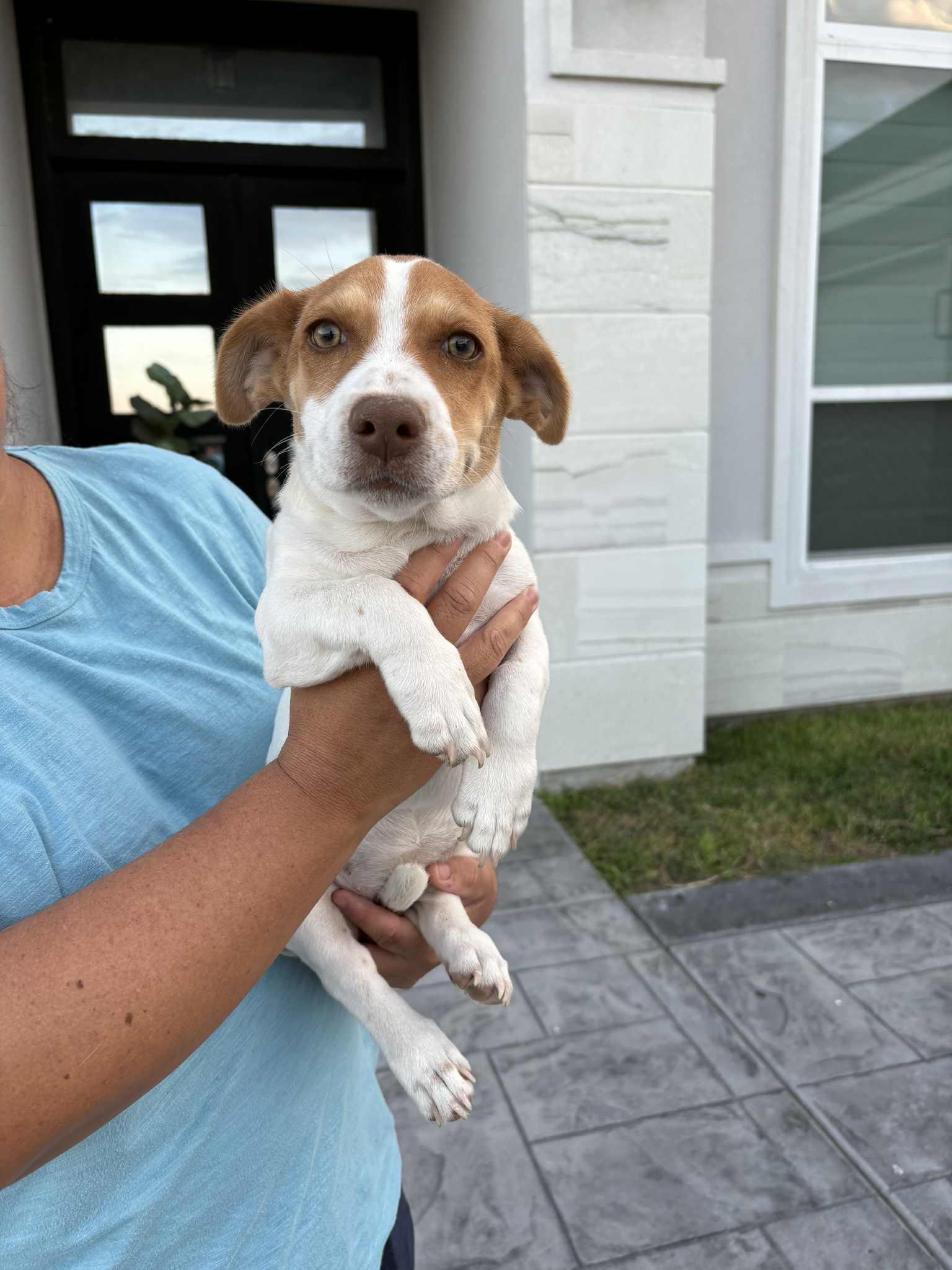 Lola, an adoptable Terrier in Boise, ID, 83704 | Photo Image 3