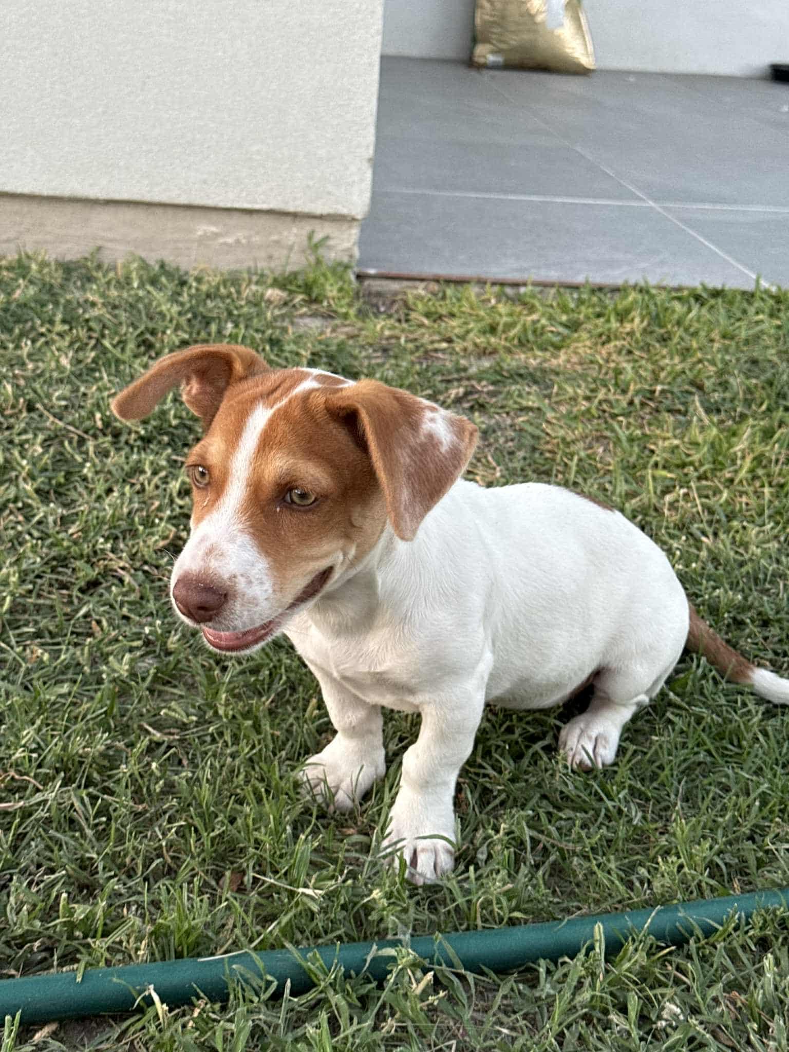 Lola, an adoptable Terrier in Boise, ID, 83704 | Photo Image 4