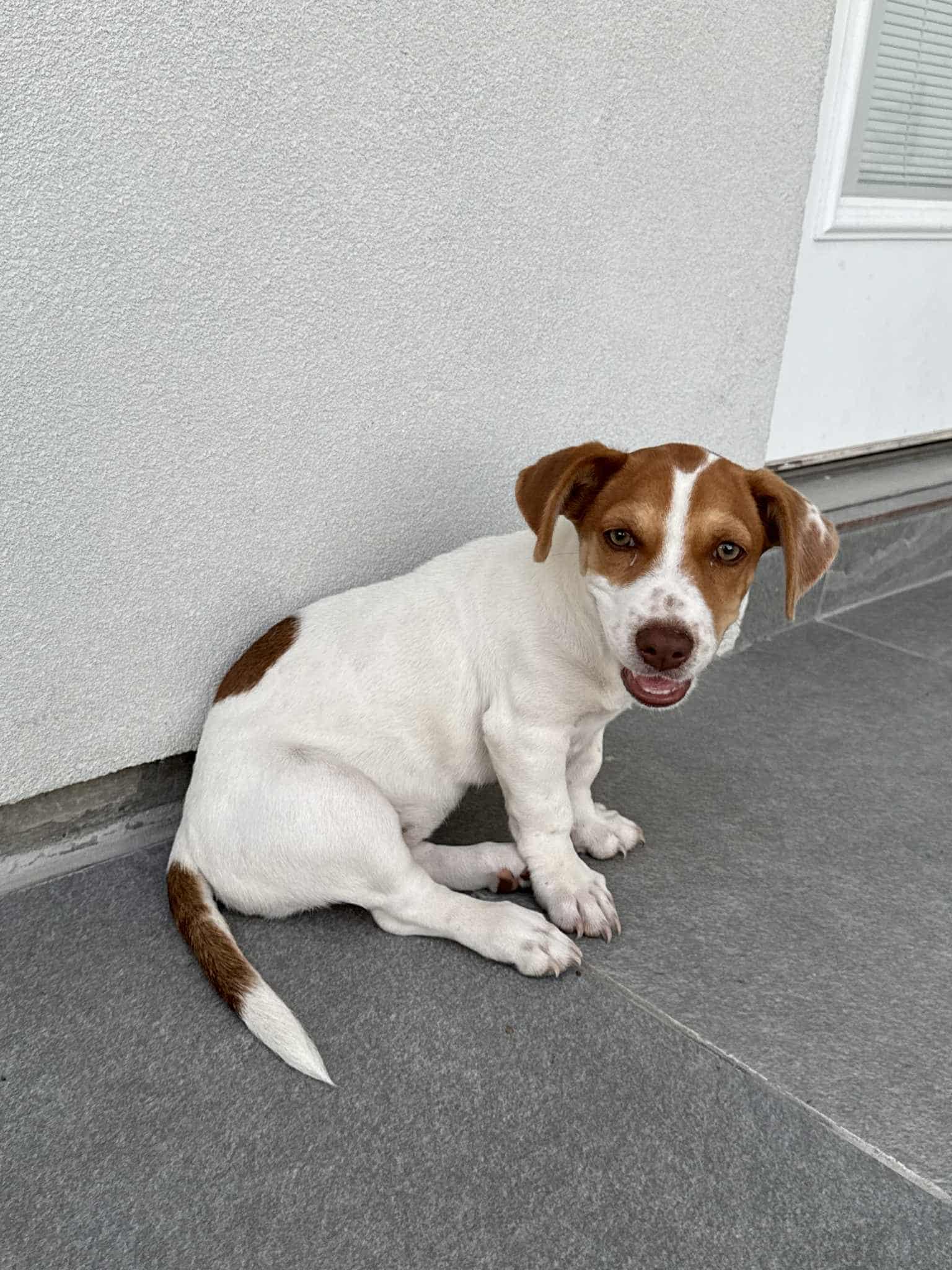 Lola, an adoptable Terrier in Boise, ID, 83704 | Photo Image 1