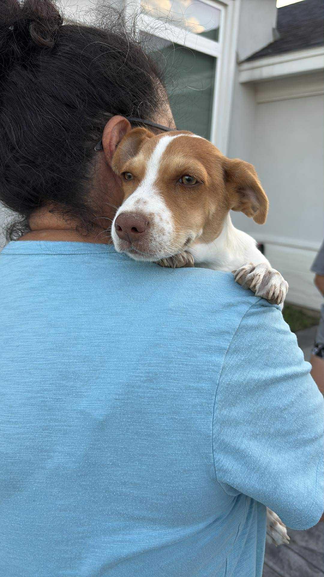 Lola, an adoptable Terrier in Boise, ID, 83704 | Photo Image 2
