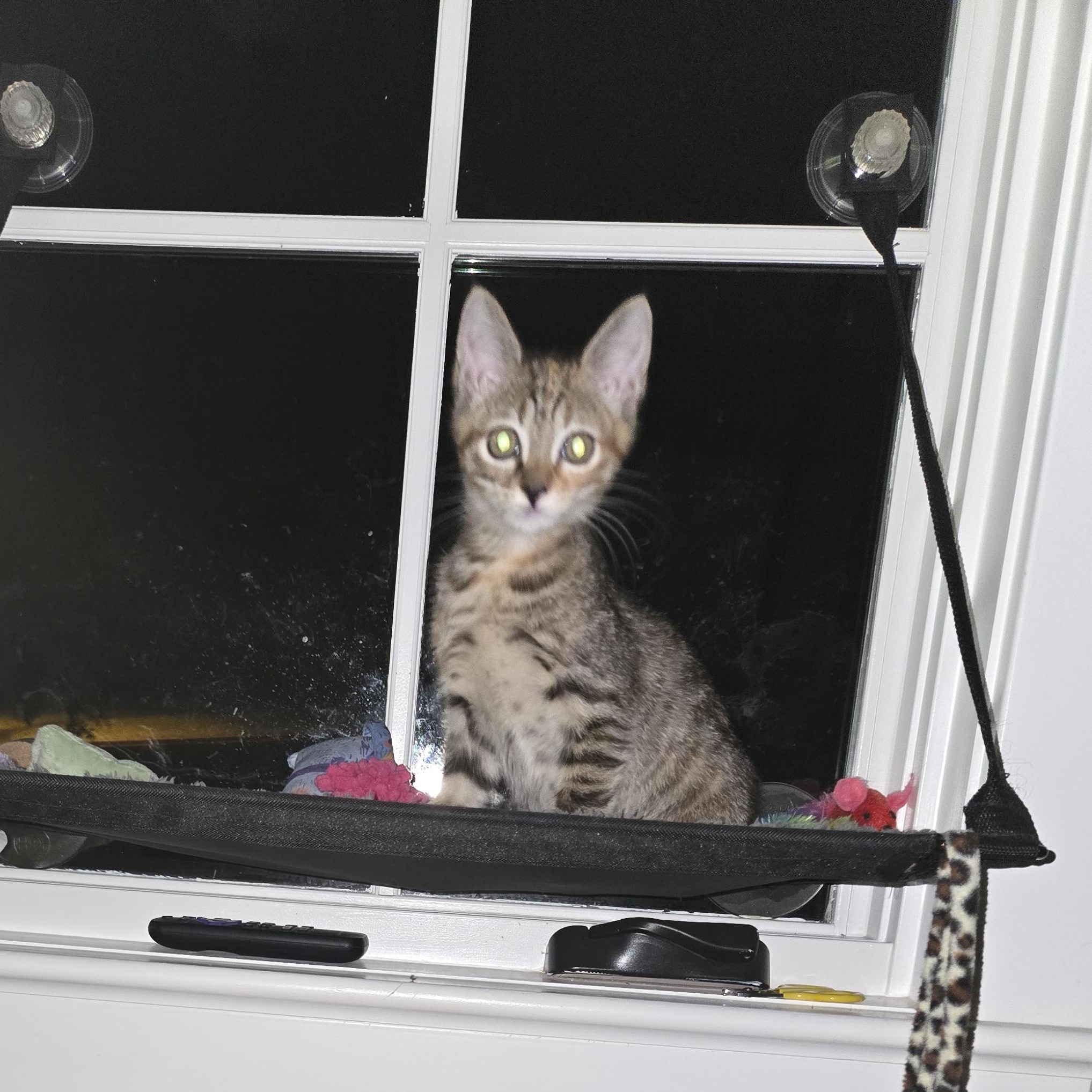 Enlarge Willa, an adopted Domestic Short Hair in Belmont, NC image 2/4