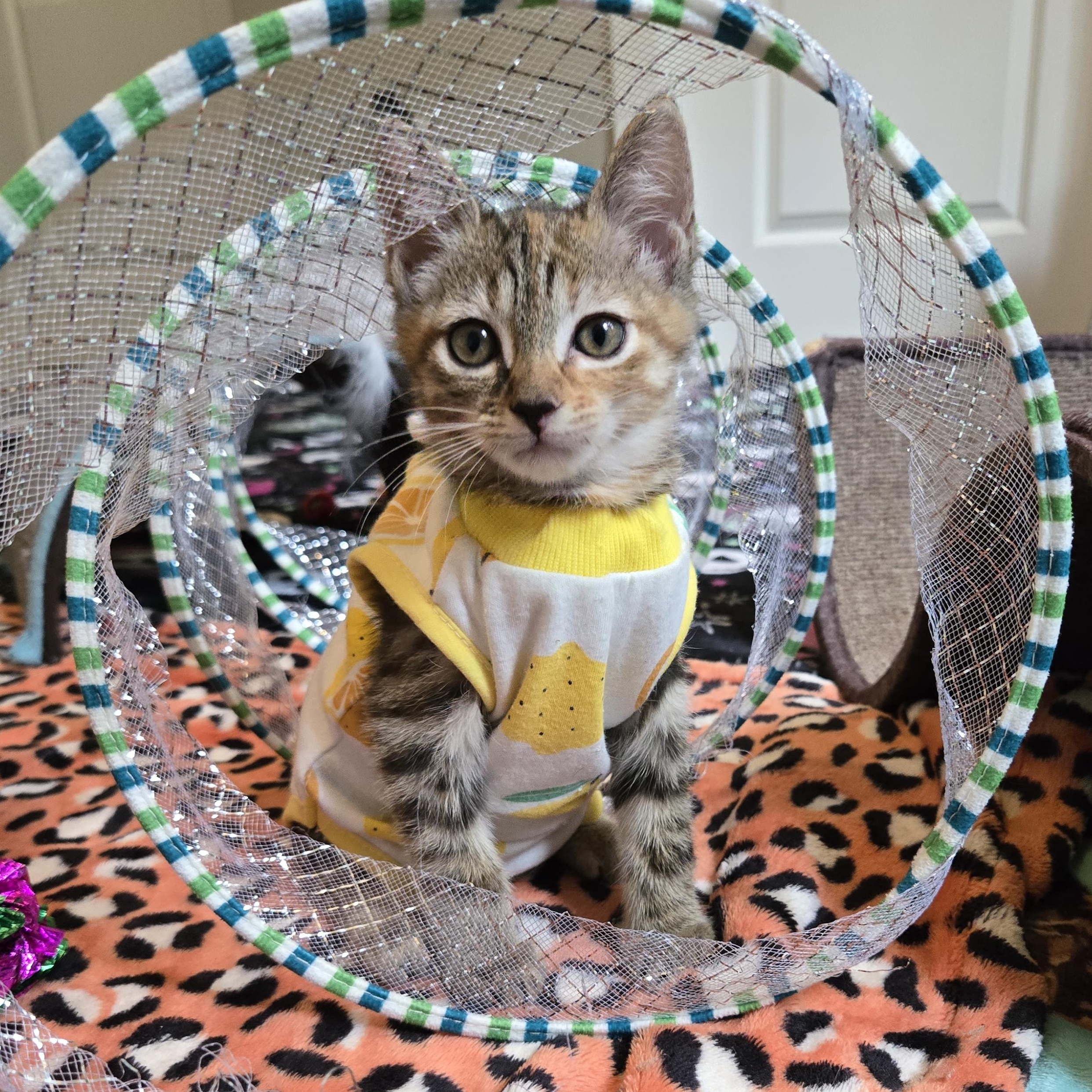 Enlarge Willa, an adopted Domestic Short Hair in Belmont, NC image 1/4