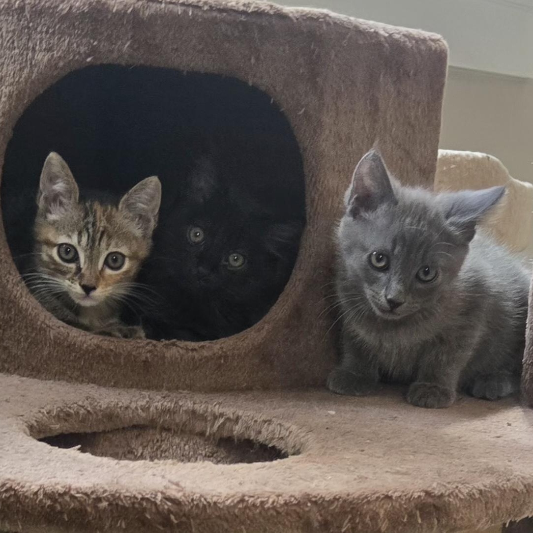 Enlarge Willa, an adopted Domestic Short Hair in Belmont, NC image 3/4