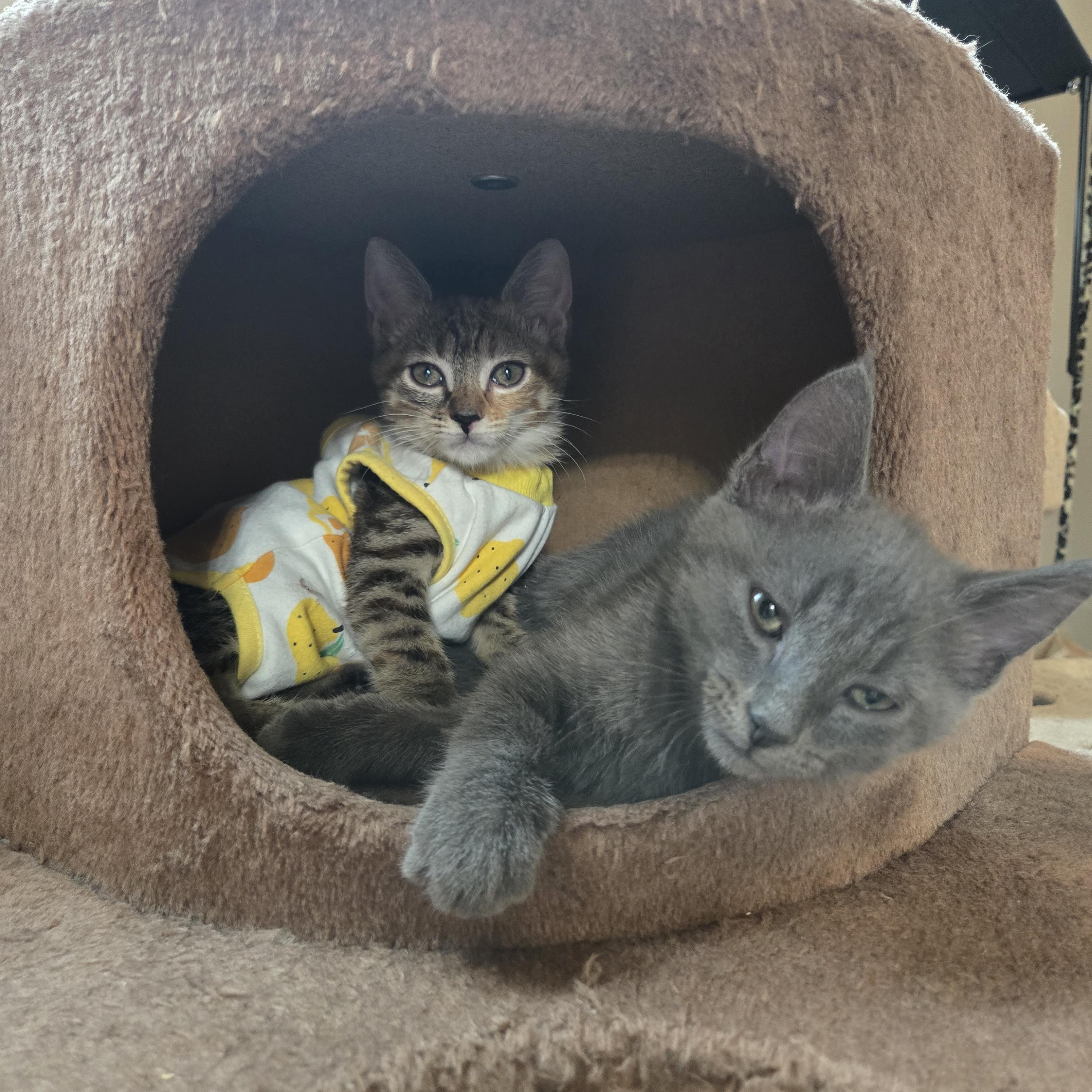 Enlarge Willa, an adopted Domestic Short Hair in Belmont, NC image 4/4