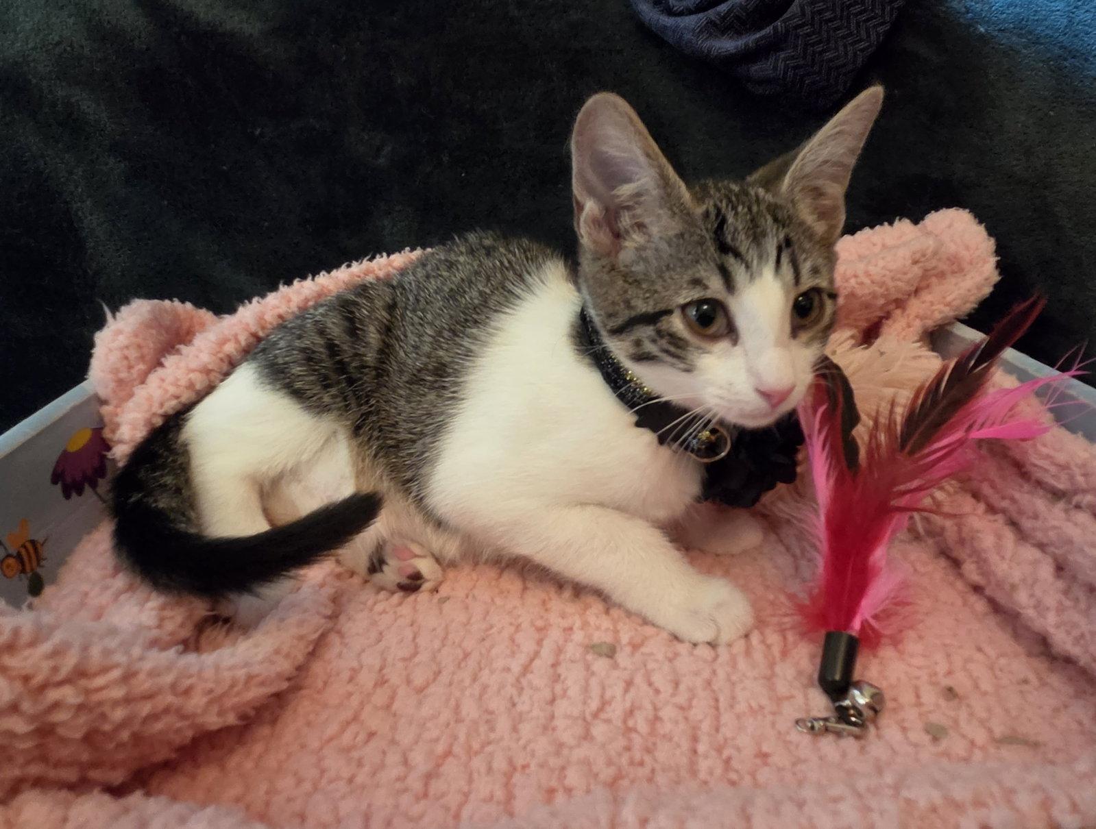 MISO, Adoptable, Kitten Female Domestic Short Hair.