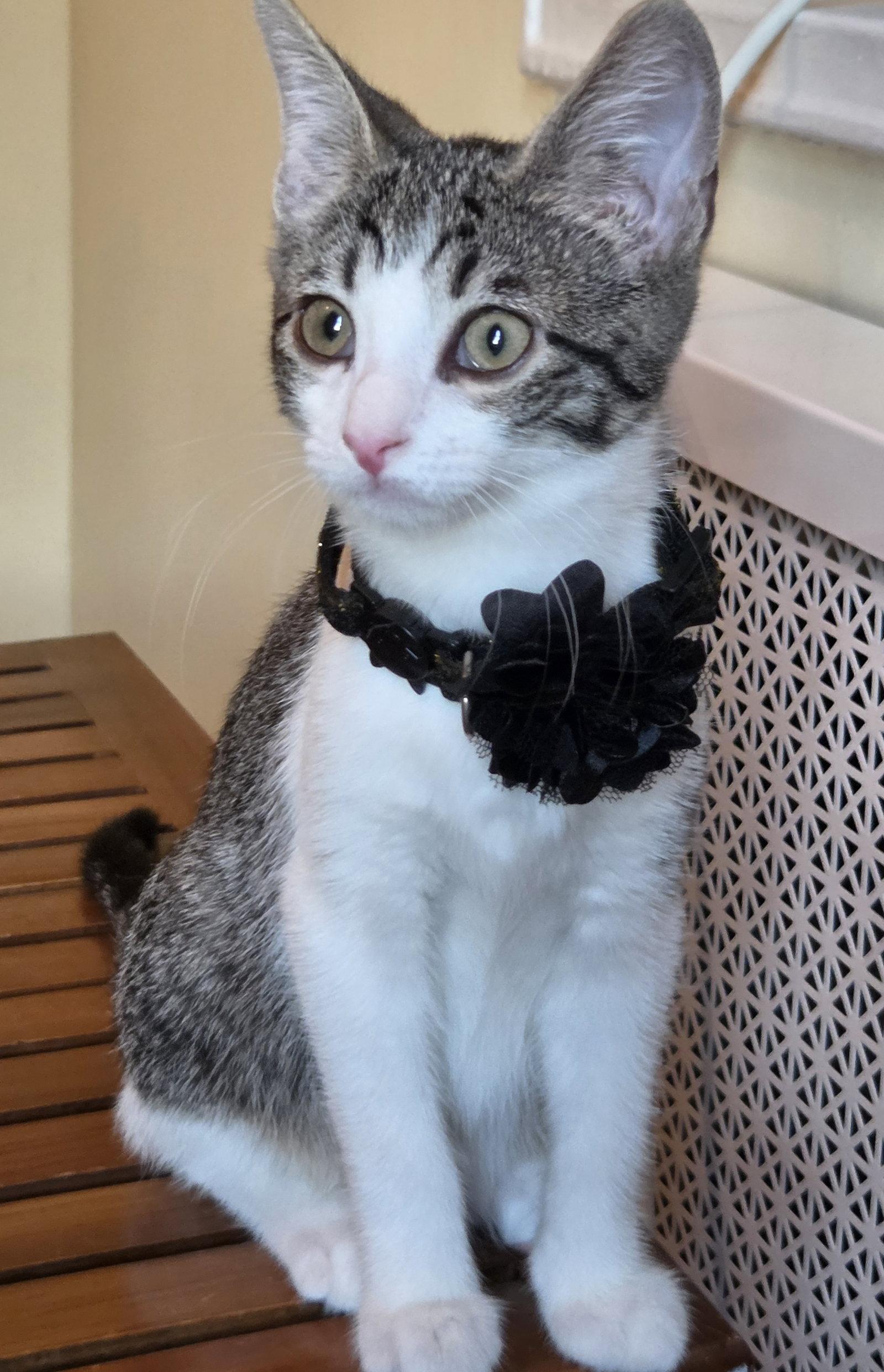 MISO, a Adoptable Domestic Short Hair in Flushing, NY image 2/3