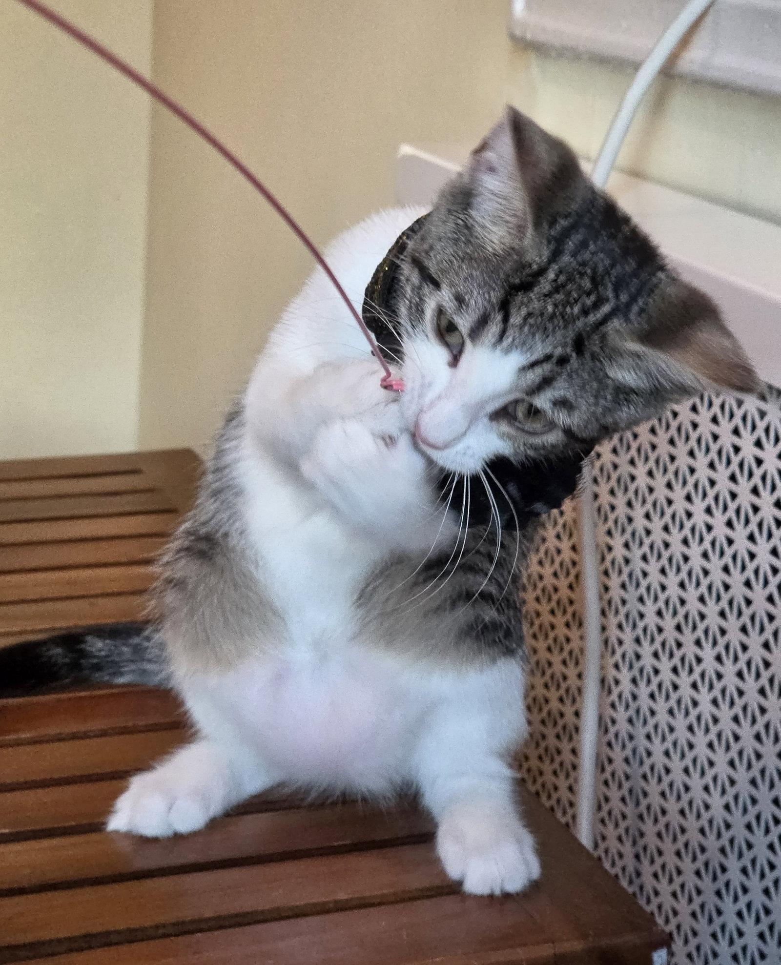 MISO, a Adoptable Domestic Short Hair in Flushing, NY image 3/3