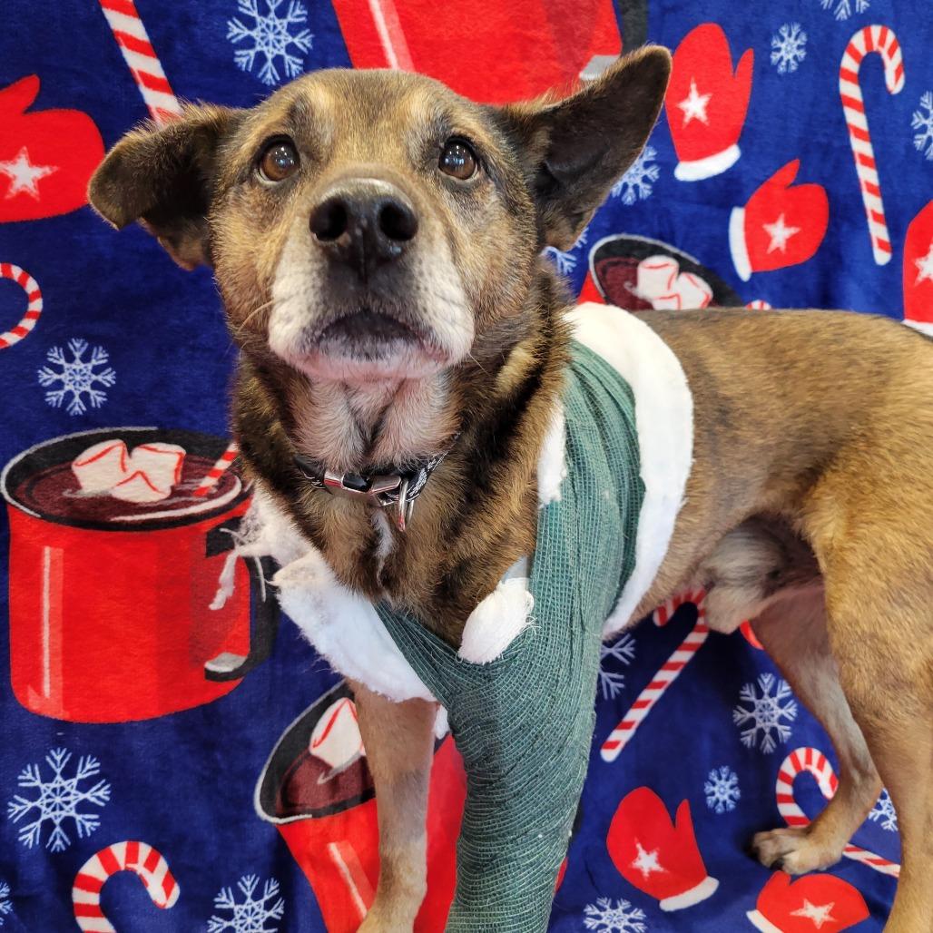Johnny, Adoptable, Adult Male Mixed Breed.