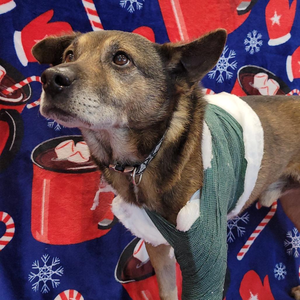 Enlarge Johnny, a Adoptable Mixed Breed in Nashville, IN image 2/6