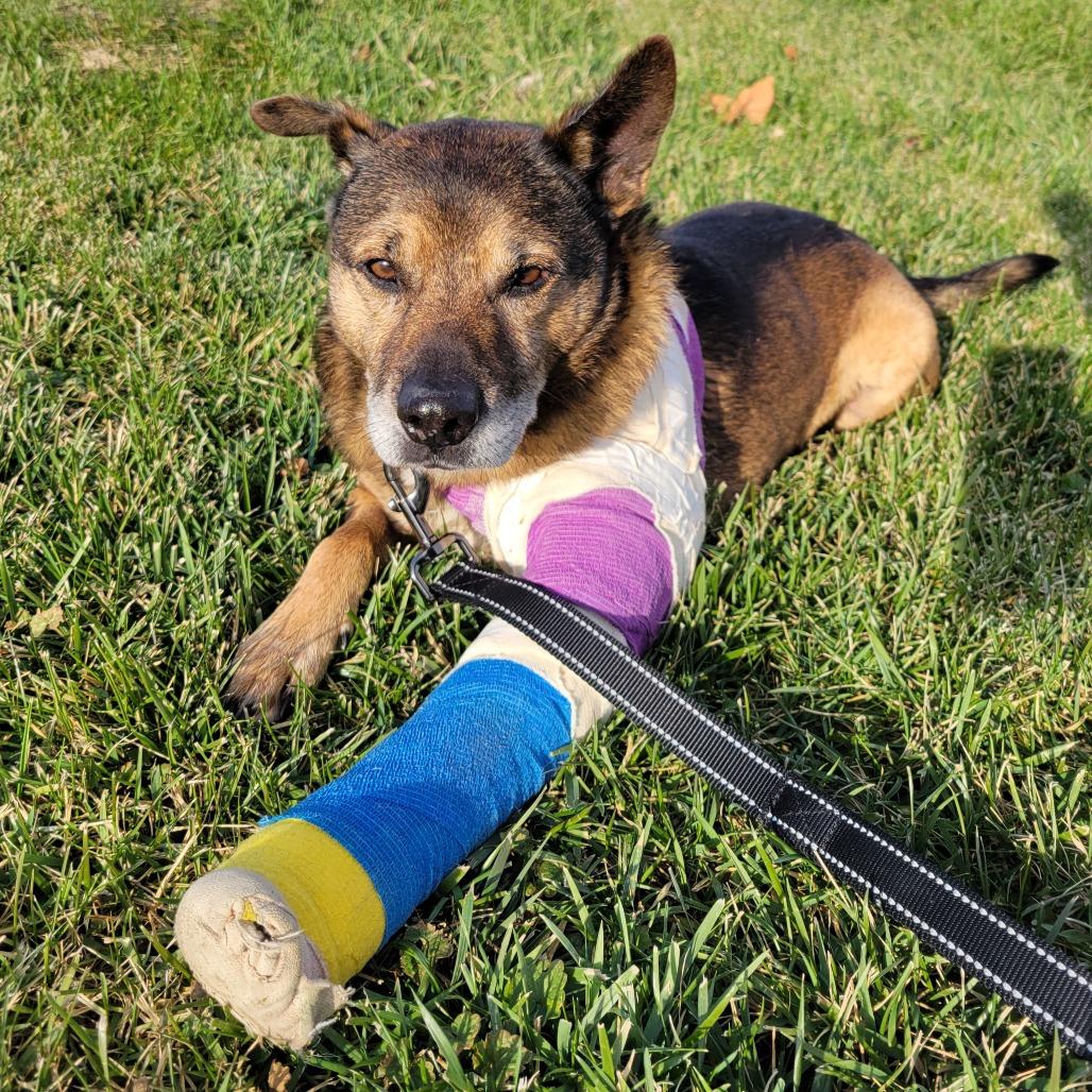 Enlarge Johnny, a Adoptable Mixed Breed in Nashville, IN image 3/6