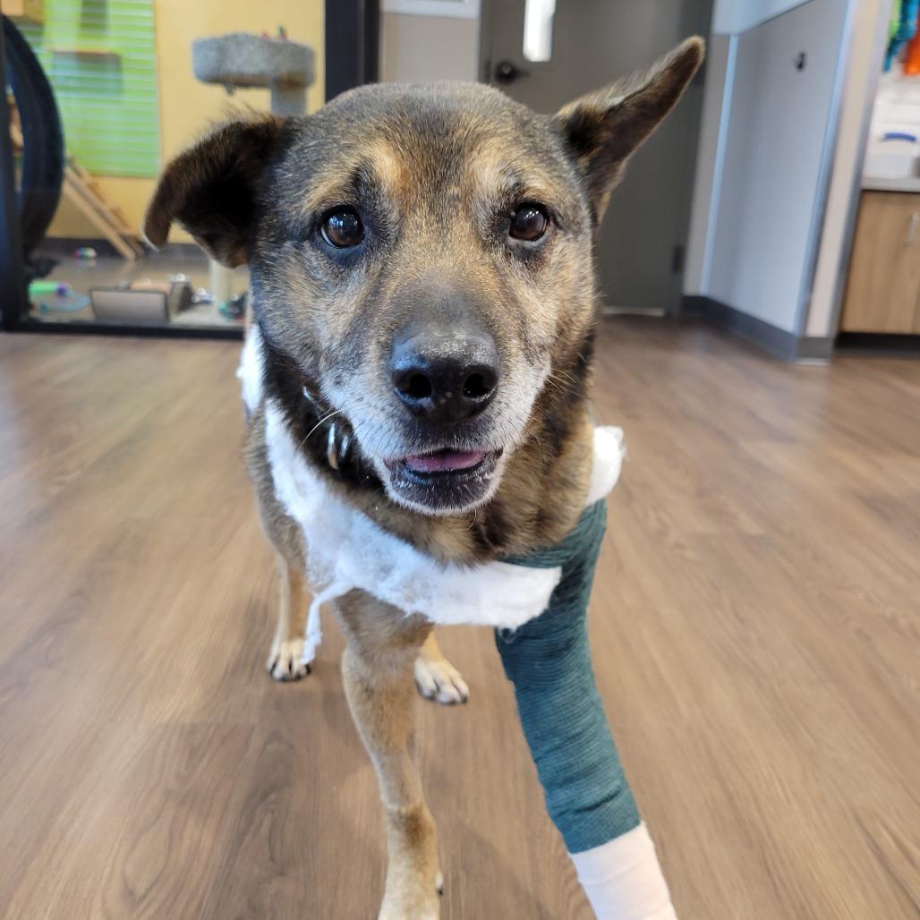 Enlarge Johnny, a Adoptable Mixed Breed in Nashville, IN image 4/6